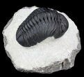 Phacopid Trilobite - Mrakib, Morocco #36839-1